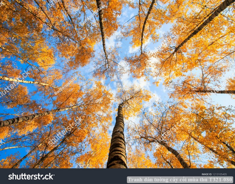 Tranh dán tường cây cối mùa thu T321-080